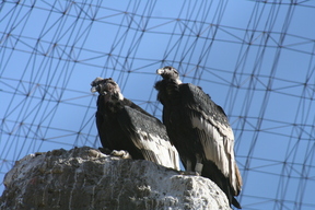 La Paz Zoo - Condors