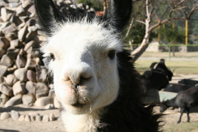 La Paz Zoo - Llama